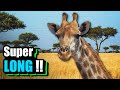 Why Do Giraffes Have Long Necks 