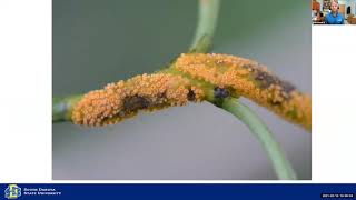 Crop Hour: Crown Rust Management in Oats and What to Consider When Choosing an Oat variety