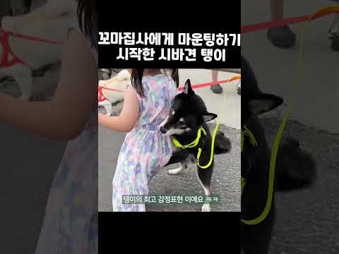 꼬마집사를 주인으로 받아드린 시바견 탱이의 행동 ㅋㅋ #마운팅 #<strong>시바</strong>