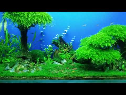 Video Thủy sinh không CO2 (Hồ thủy sinh full rêu, màu xanh... - youtube