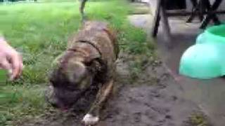 buster in mud screenshot 5