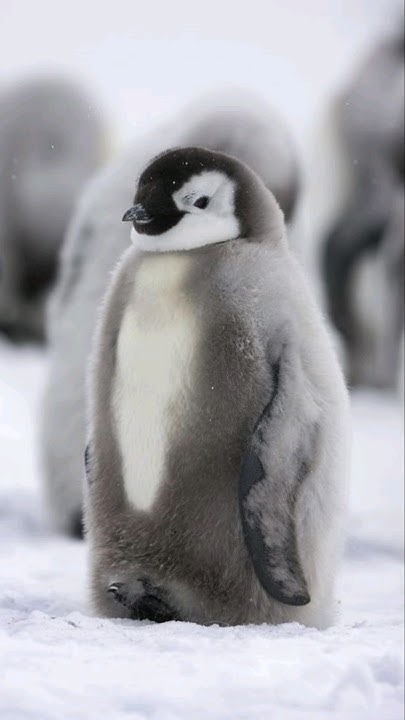 What Makes Penguins Unique in the Animal Kingdom?#penguins #antarctica