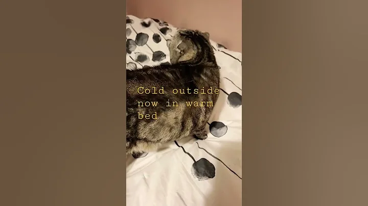 Greetings!! #cat #kissa #scotishfold #funnycats #p...