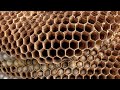 European Hornets MASSIVE nest Infestation In House Wasp Hornets ASMR