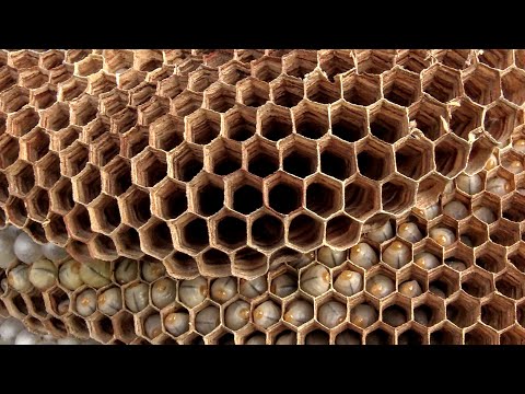 Video: Hvad Er En Hornet Reden