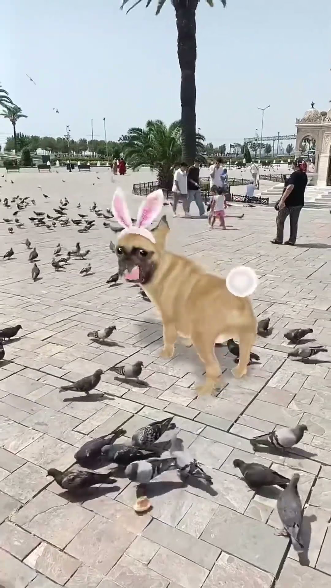 Cute dog ?‍?❤️????