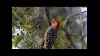 Redbellied Woodpecker (with sound)