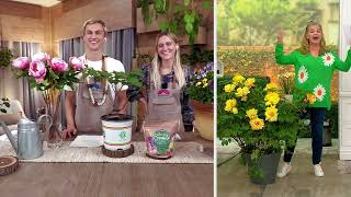 Roberta's 1-Piece Itoh Hybrid Peony Live Plant on QVC Roberta S 1 Piece Itoh Hybrid Peony On Qvc