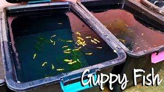 Bet You Will Start Keeping Guppies In Storage Boxes After Watching This!