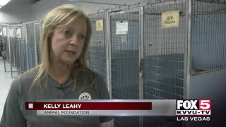 Animal Foundation uses facial recognition technology to find lost pets