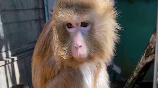 【日本モンキーセンター カニクイザル】モナリザ、かわいいカニクイザルのおばあちゃんです