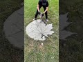 Rate the transformation 🏚🏡🏠#realestate #viral #satisfying #construction #viralpost