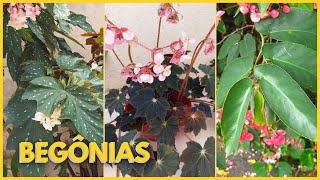 3 BEGÔNIAS MUITO FÁCEIS DE CUIDAR | Aprenda a cultivar as Begônias Asa de anjo, Coccinea e Dark 🥰