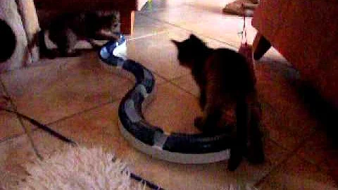Watch the video about Ferox Somali kittens H litter 7 weeks playing Cat Senses and the Kitty Brain train