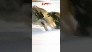 Ayı Porsuğu Wolverine Çok Büyük