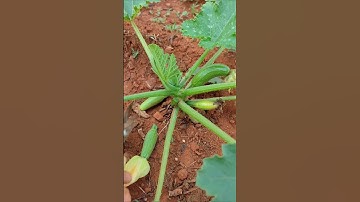 GI599845 mini rotary tillage and ridging all-in one tree 🌲 short view#shorts #trending #subscribe