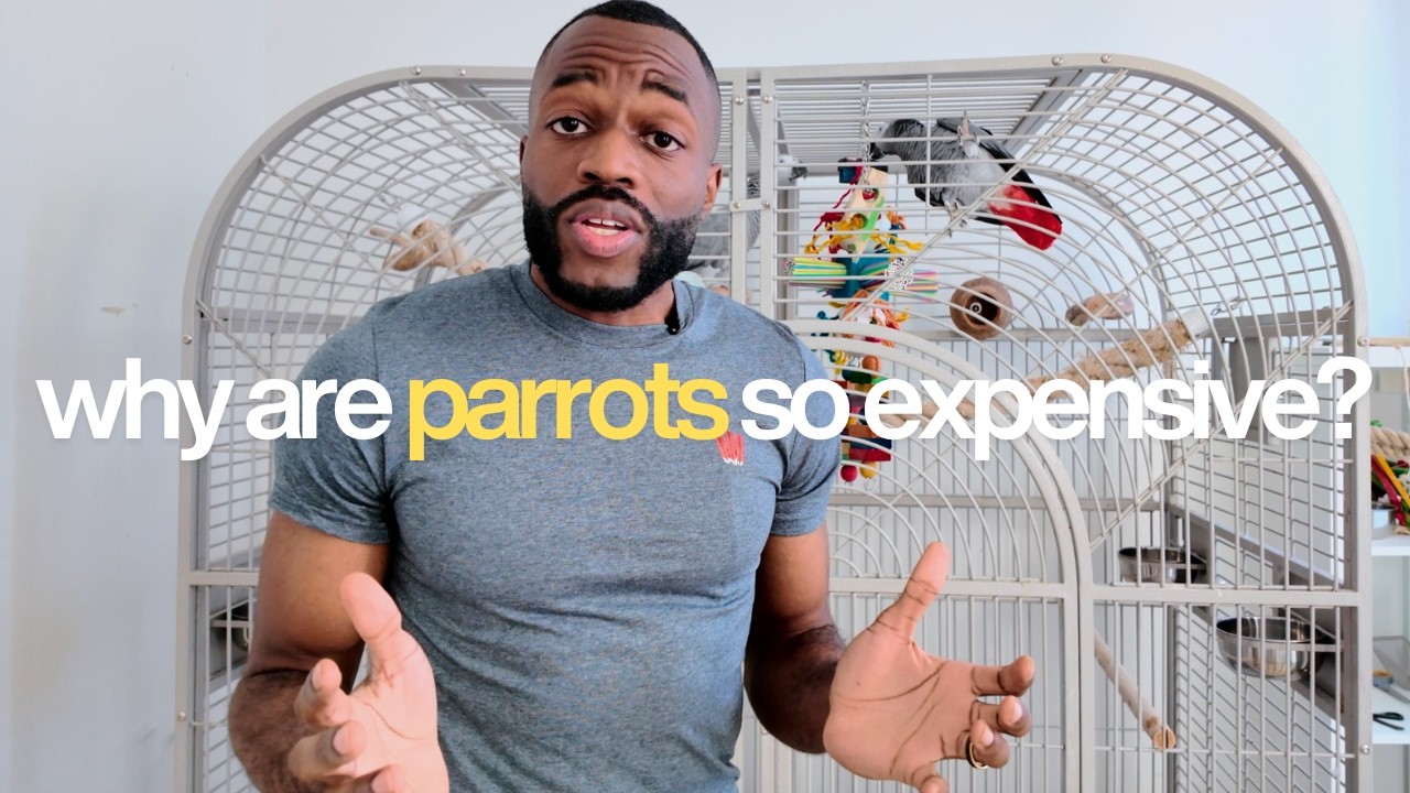 I SPENT $13k on My African Grey Parrots | Here's Why