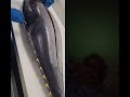 #சூரை மீன் #சுறாமீன்#shortvideo #fish #தமிழ்ஷாட்ஸ் #tuno #fishspecies#food#shortvideo #officalvideo