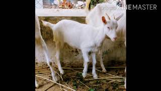 PPR: बकरीयो मे महामारी याने पी पी आर रोग (Most Dangerous Disease of Goat&#39;s)