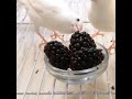 طائر الكناري طائر الكناري