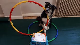 Dog Olympics part 1 - hoops with Teresa & Trick by Kathleen Tepperies CTDI, CAP3, FSG1 83 views 3 months ago 1 minute, 46 seconds