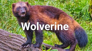 Wolverine