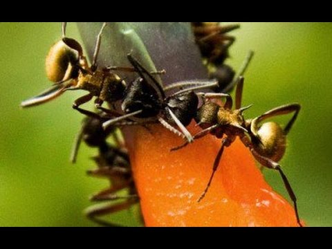 Order out of Chaos: Ant Communication thumbnail