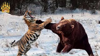 مقارنة النمر السيبيري ضد الدب الأشيب من سيفوز؟