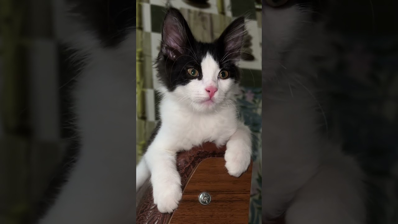 Роздуми Саймона😌❤️ 