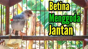 PRENJAK BETINA | PANCINGAN PRENJAK BETINA Gacor menggoda Jantan, Ampuh |