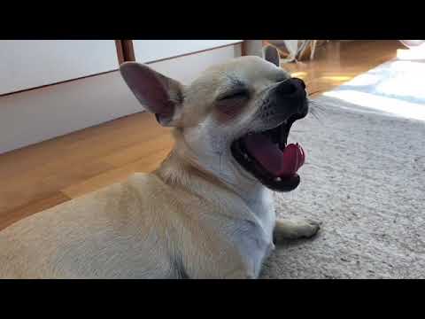 Video: Kuinka Opettaa Koirallesi Tossut