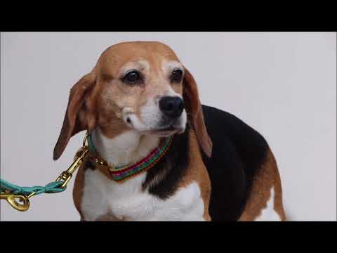 Frida Liebe Beagle Mix Hundin Ca 6 Jahre Ca 10 5kg Youtube