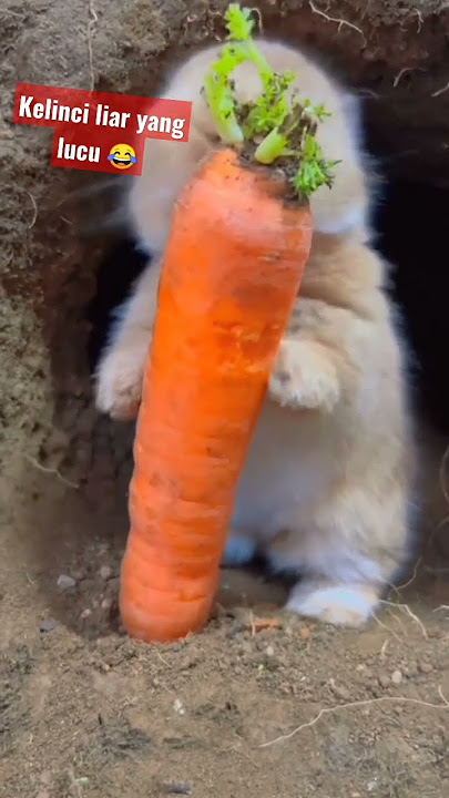 🥰Imut dan Lucu Banget Anakan kelinci makan wortel 🥕 ASMR #short #kelinci #lucu