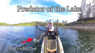 Top Predator of the Lake ( New Hogan Lake )