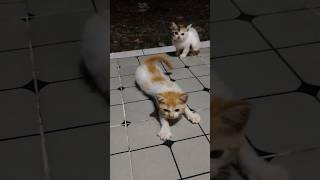 #funny #duet #cat