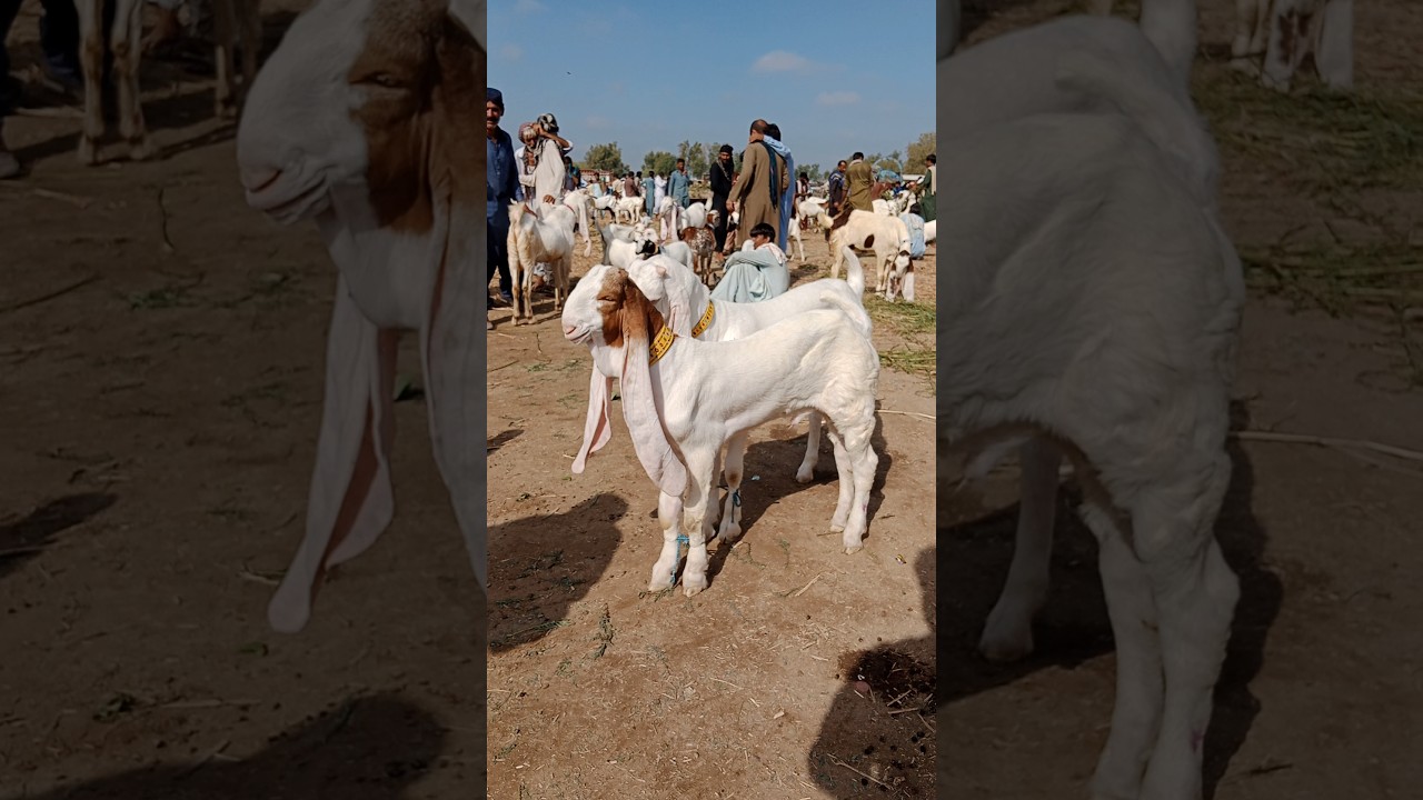 Top Class Gulabi Goats kids breeder 