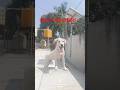 Funny Dog 🐕#funny #labrador #pets #viralshorts #shortsfeed
