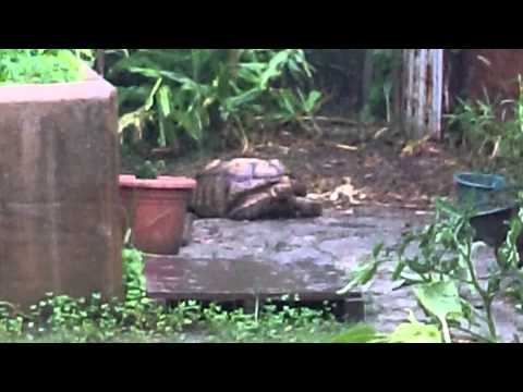 愛龜 享受雨水