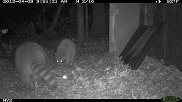 Camera traps open a new window to discover Where the Wild Things Are | Sci NC