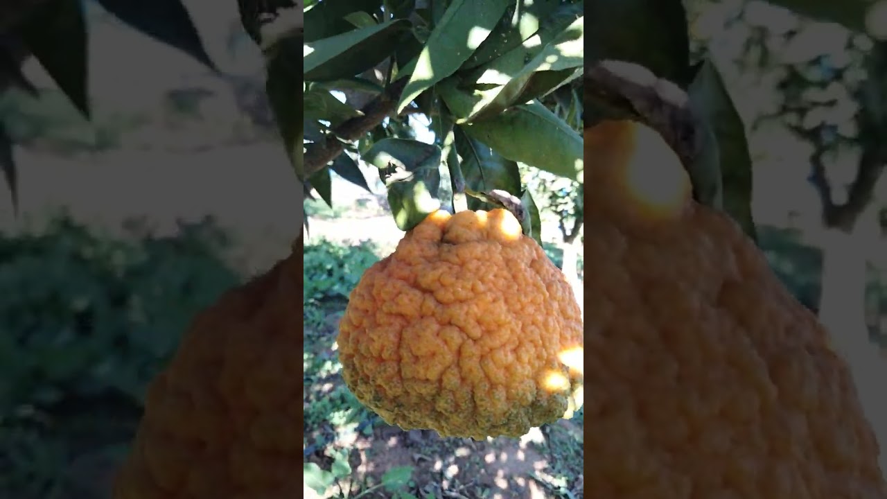 ليمون ماشاء الله عليك🍊🍊🥰🥰