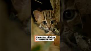 Rusty Spotted Cat Ini Adalah PREDATOR TERKECIL Di Dunia!