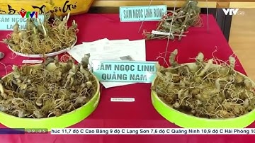 HƯỚNG KẾT NỐI, TIÊU THỤ SẢN PHẨM PHÁT TRIỂN VÙNG TRỒNG SÂM VÀ CÂY DƯỢC LIỆU TẠI TRƯỜNG SINH GROUP