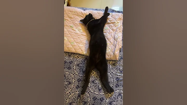 Video 11373221: bombay cat, cat funnycats, funny cat