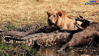 Wildlife: crocodile and lion fight