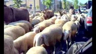 Un mare di pecore - Transumanza a Seregno
