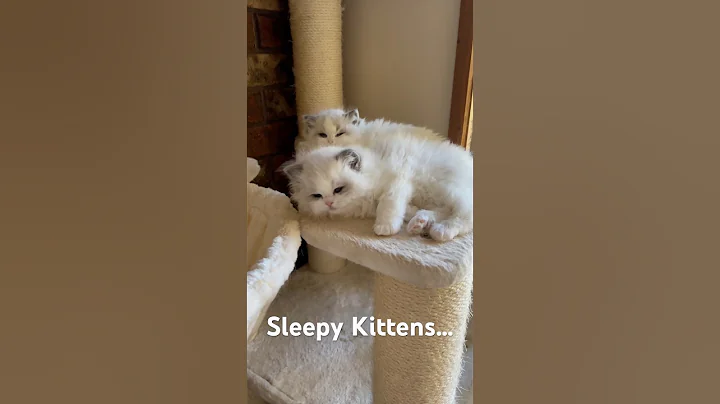 Watch the video about Gambit’s kittens are so sleepy 🐱 So Cute #catshorts #kittens #cutekittens