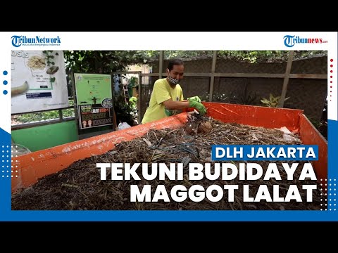 Video: Tempat Tidur Dan Kompos Berlubang Galvanis, Kotak Penyimpanan Sayuran