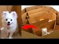 Hexagon Maze And Ball For Snowball Dog Hugo Hamster And Corn Kitten Playing