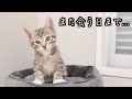 保護した野良猫との別れの時。里親が決まりました