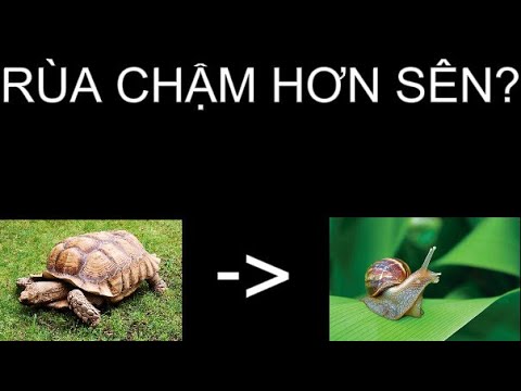 TẠI SAO NGƯỜI TA THƯỜNG NÓI LÀ CHẬM NHƯ RÙA MÀ ÍT NGƯỜI NÓI LÀ CHẬM NHƯ SÊN? - youtube